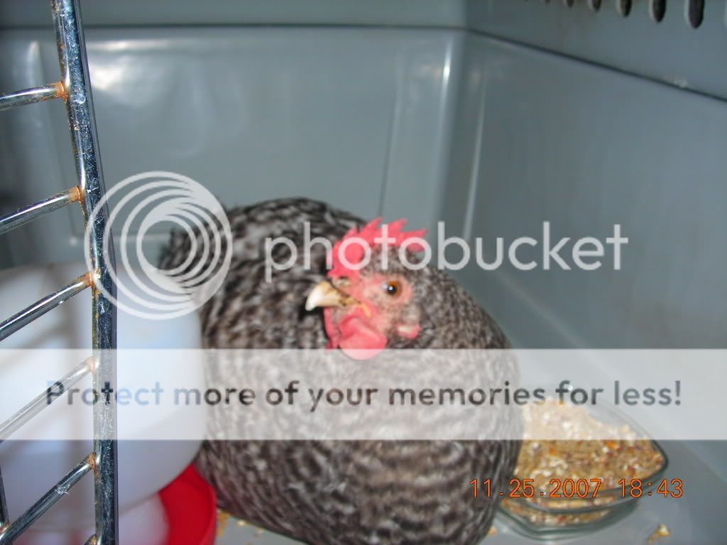 DSCN1403.jpg