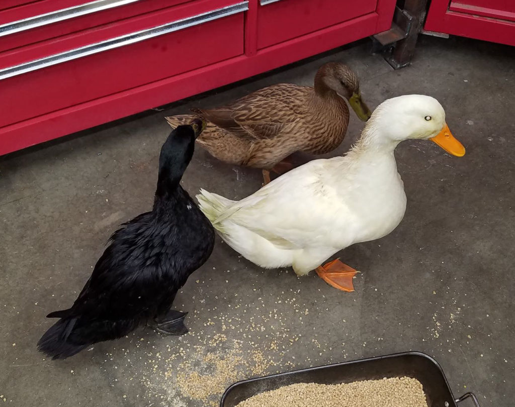 Ducks-3-1024x810.jpg