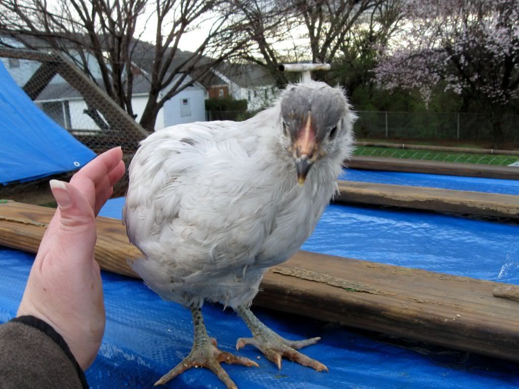chickens012-1.jpg