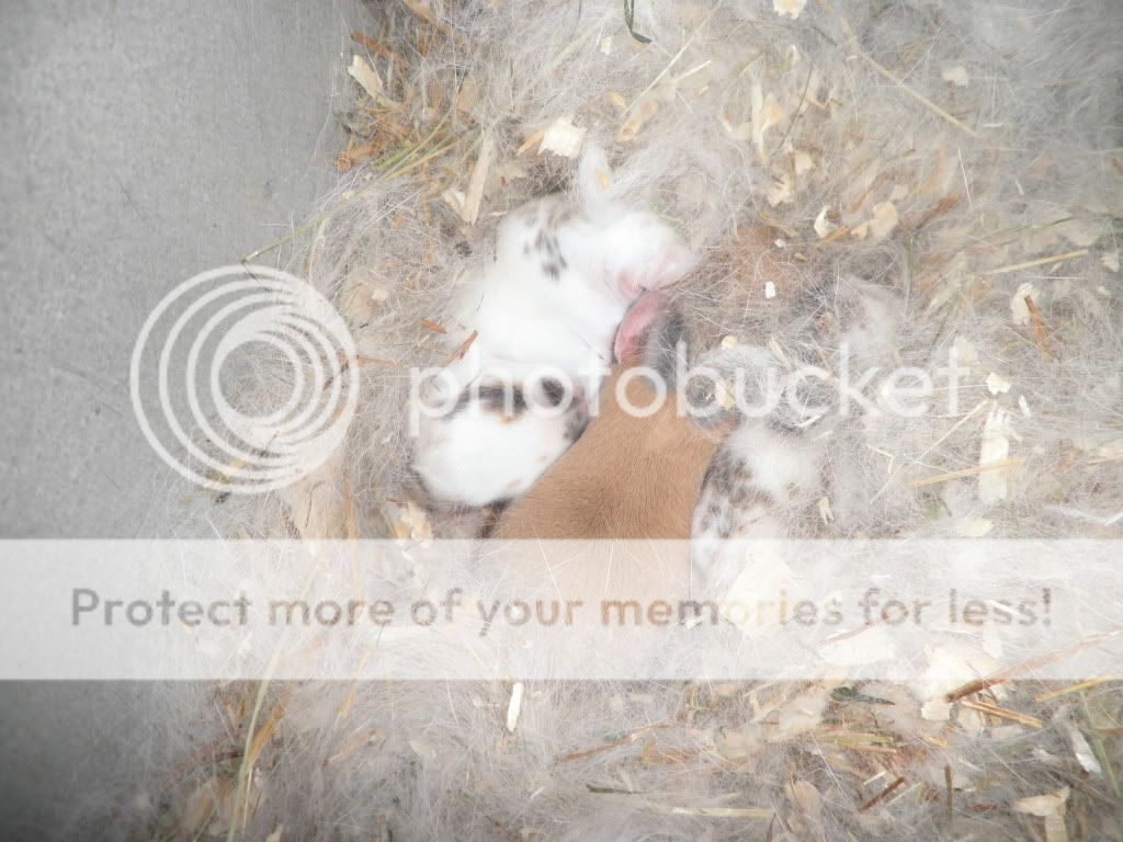 bunny3.jpg