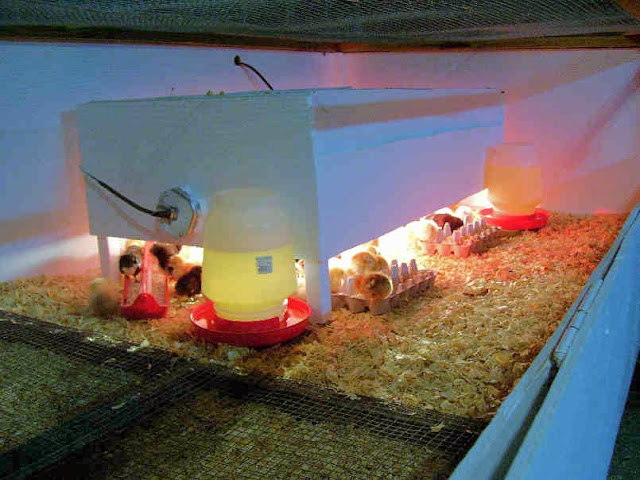 2008%20brooder%2003.jpg