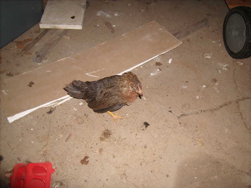 vacationandchickens119.jpg