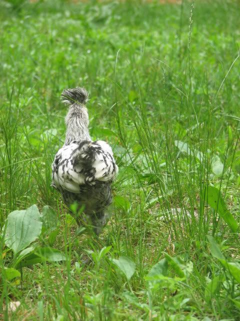 silkies083.jpg
