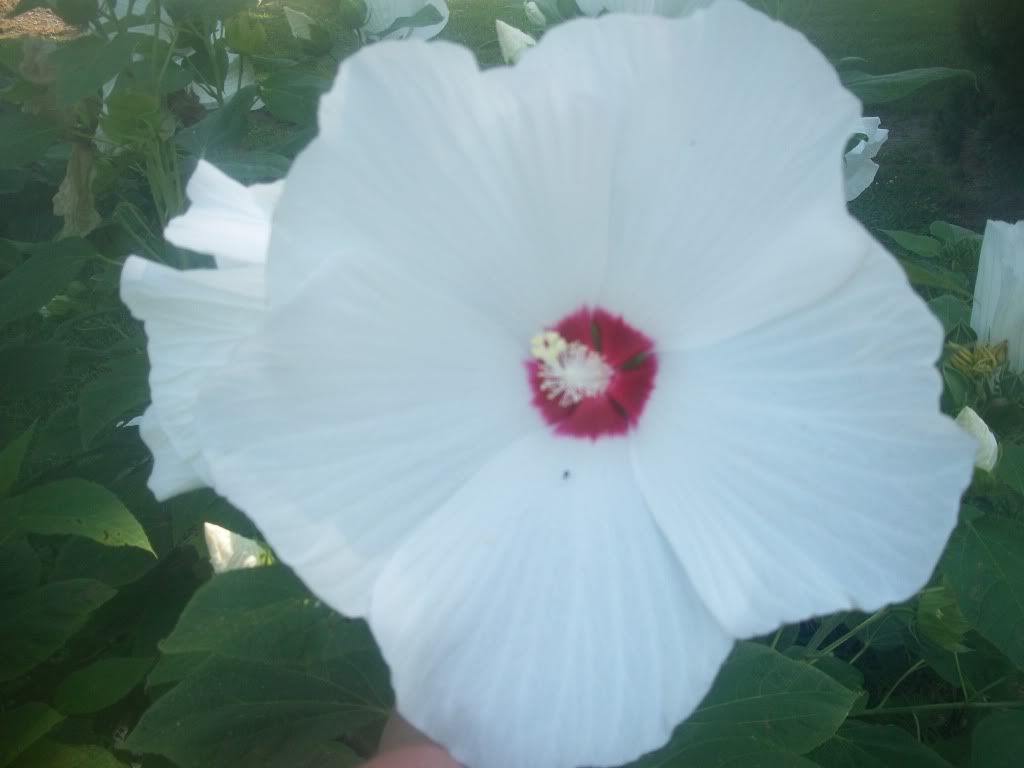 7-22-2011014.jpg
