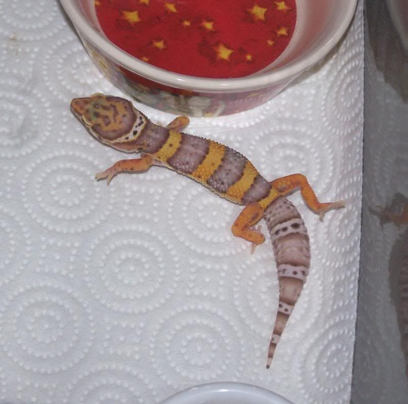 gecko1.jpg
