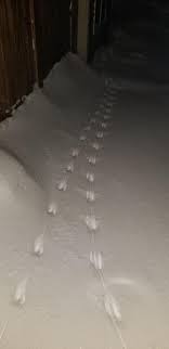 In case anyone is wondering what rat tracks in deep snow look like ...