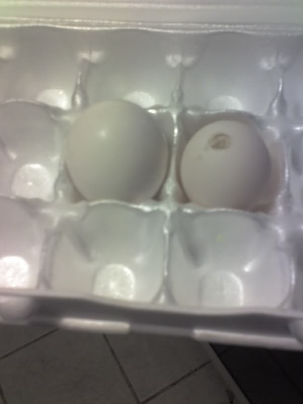 FirstEgg.jpg