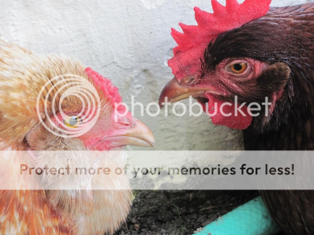 Chickenupdate032.jpg