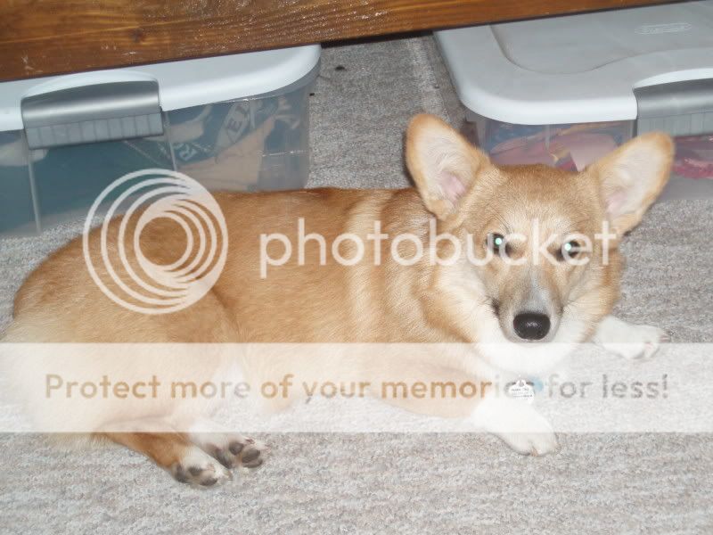 Miscellaniouspictures051.jpg