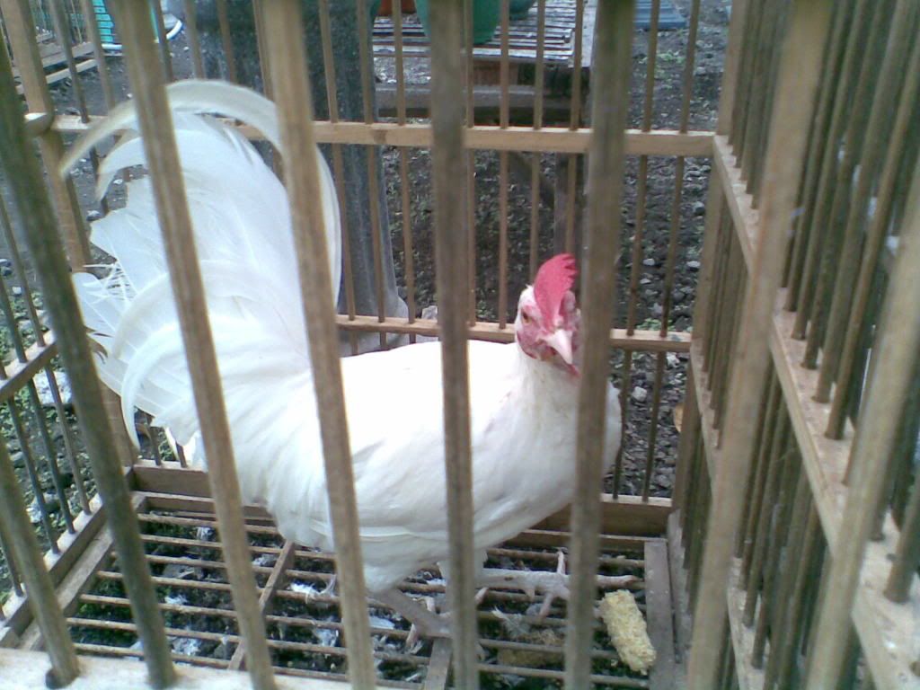 Putihbekiko.jpg