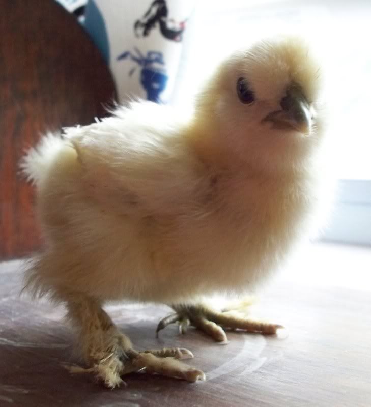 silkie.jpg