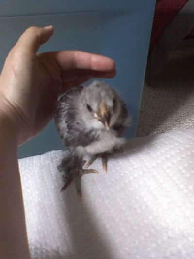 bluefeathers2.jpg