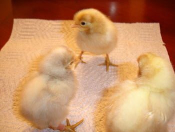 51094ab3_TrishsLegbarchicks1.jpeg