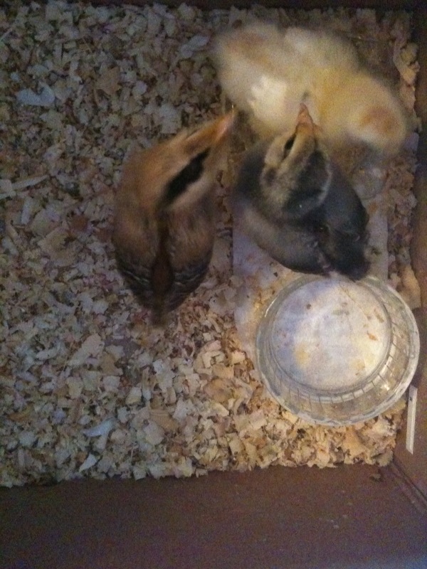 chicks.jpg