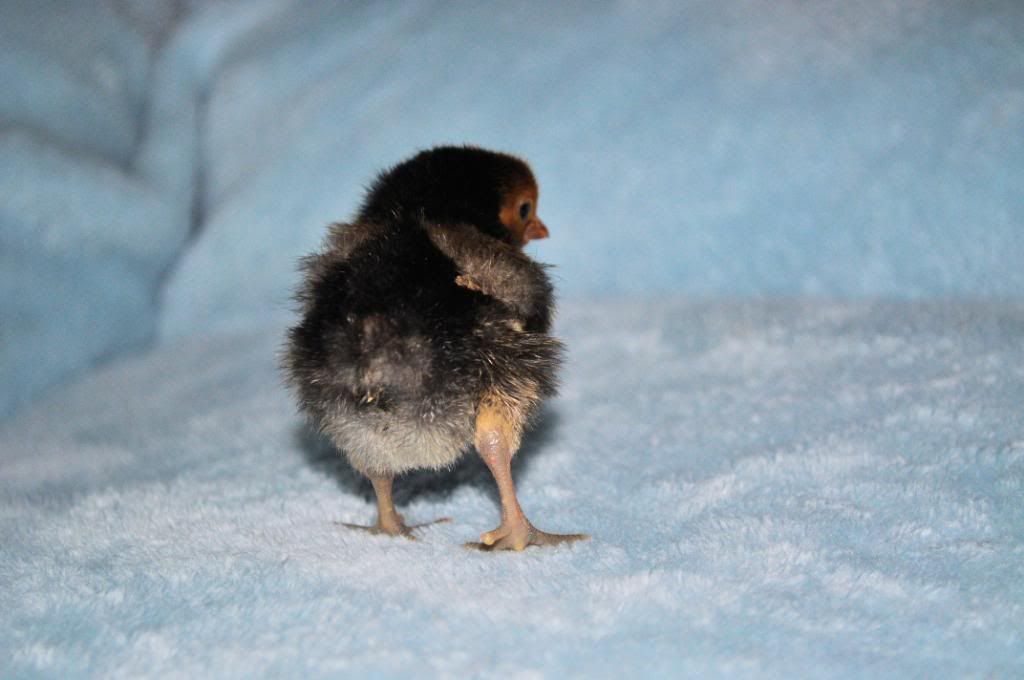 chick6.jpg
