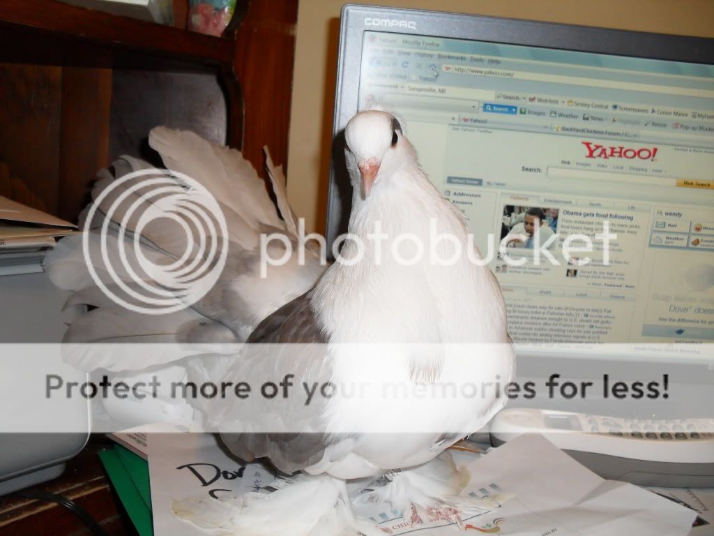 lunaandpigeon009.jpg