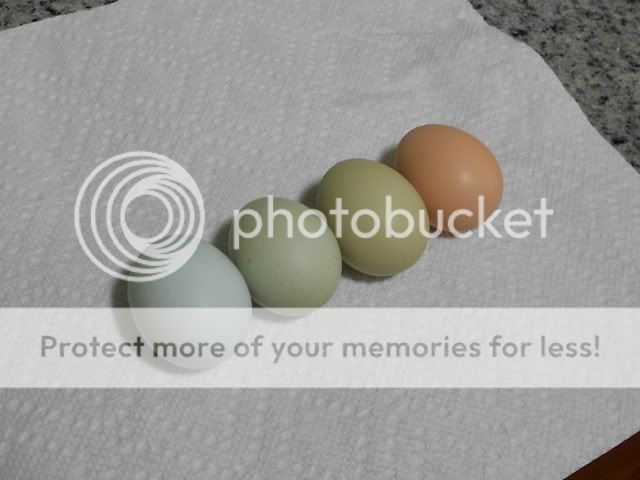 eggs-1.jpg