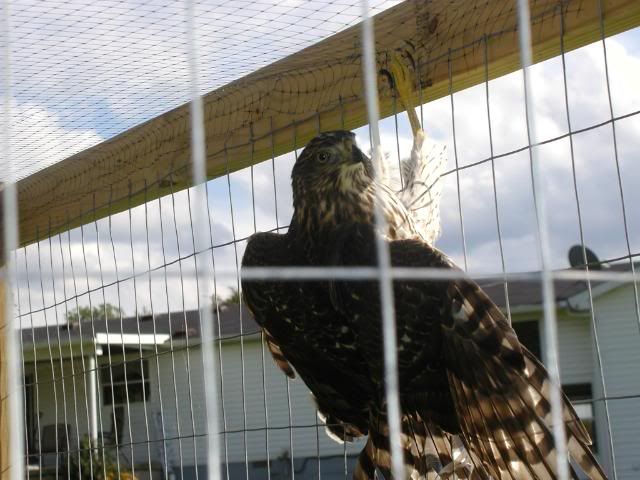 Hawk830092.jpg