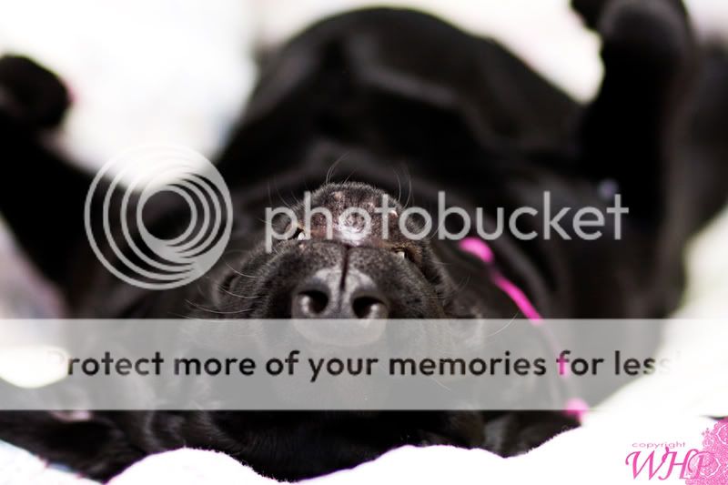 WHP-Pets-Izzy4.jpg