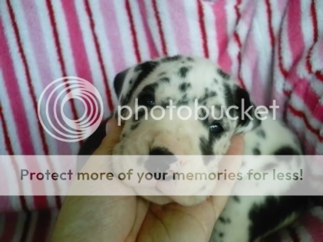 pups3013.jpg