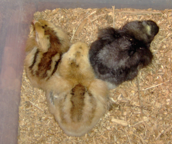 newchicks4.jpg