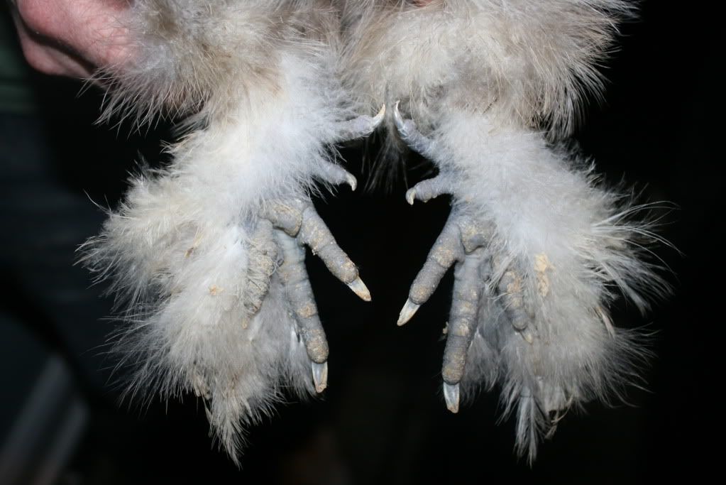 porcelainfeet002.jpg