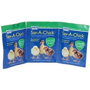 web_sav-a-chick.jpg