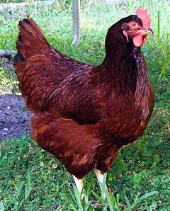 rhode-island-red-chicken.jpg