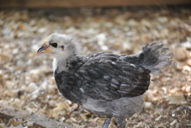 Chickens007.jpg