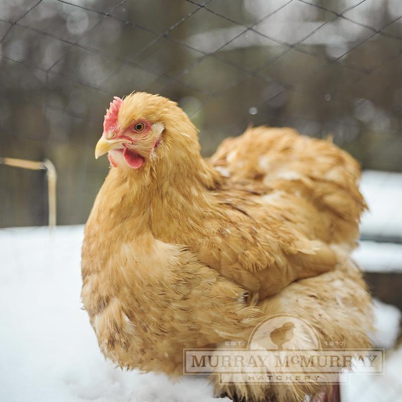 McMurrayHatchery-BuffCochin-Pullet.jpg