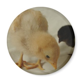 chick_close_up_magnet-p1474007738565366647pdm_325.jpg