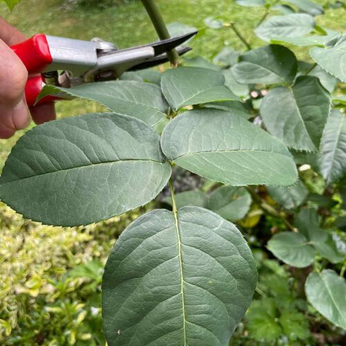 Deadhead Roses to leaf stem with 5 leaflets