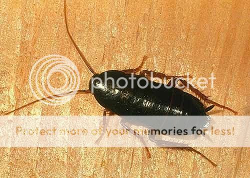 roach_oriental.jpg