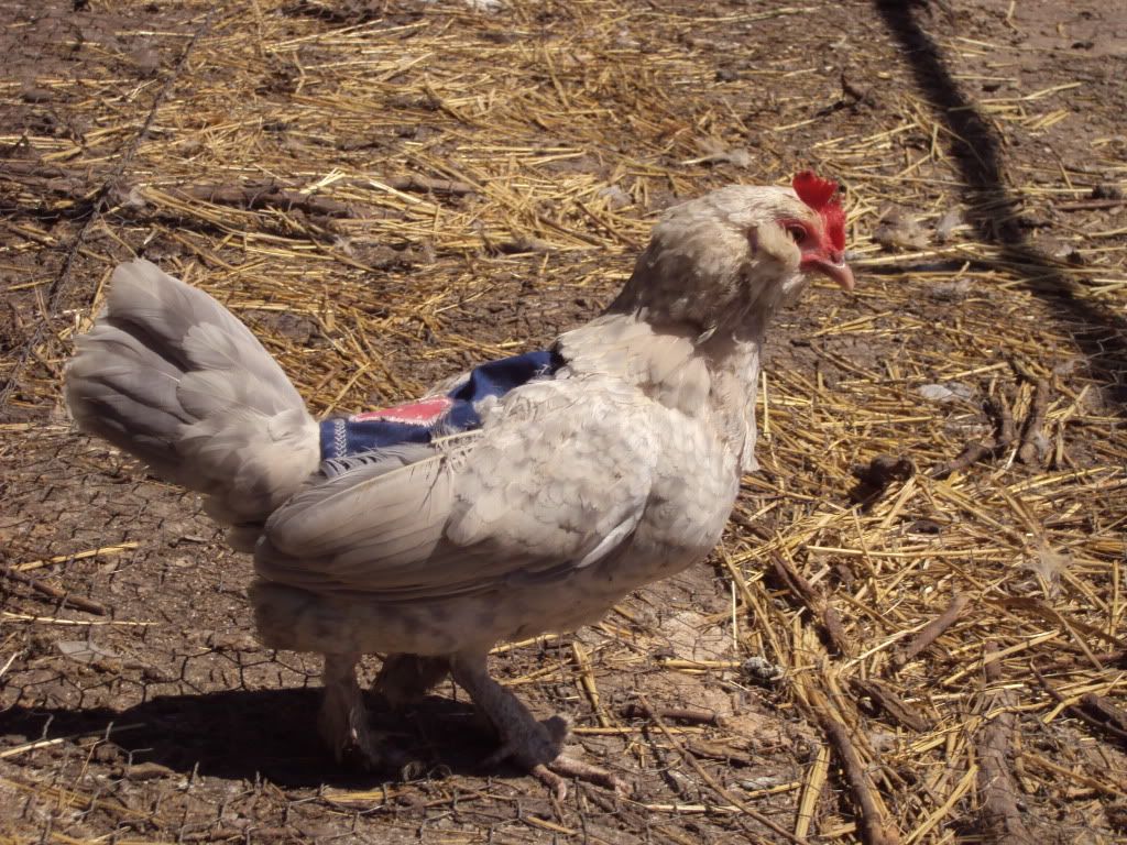 ChickPicks1269.jpg