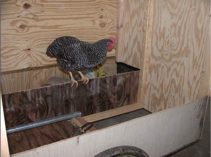 HenHouse9-30-07.jpg