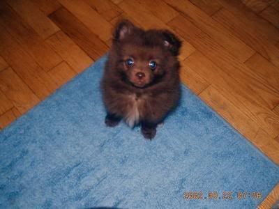 Cubbyat7weeksold.jpg
