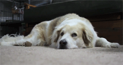 tumblr_ltbv4cTuv61qfjjglo10_r1_250.gif