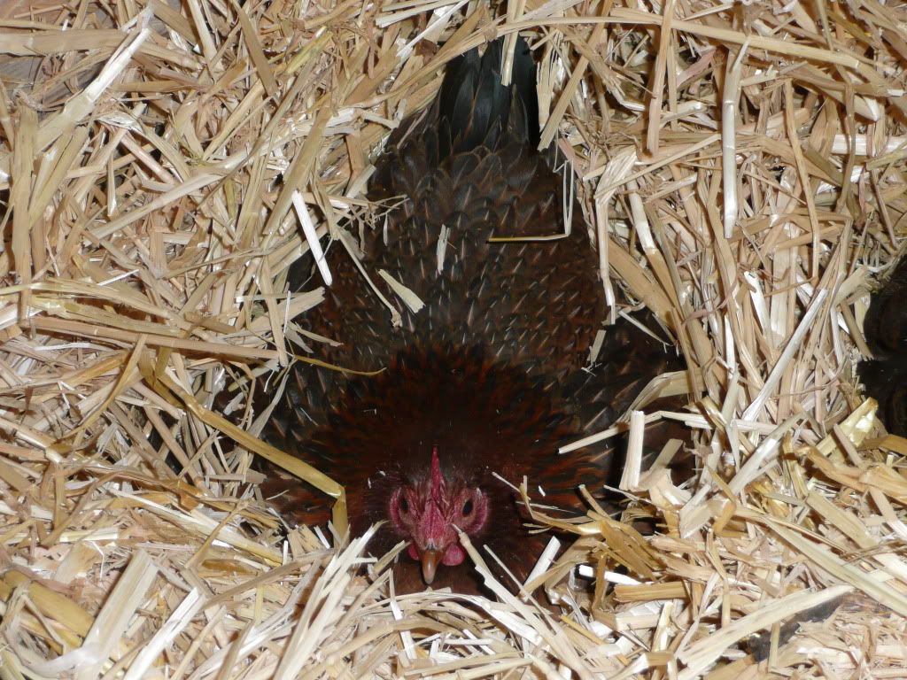 mychickens061.jpg