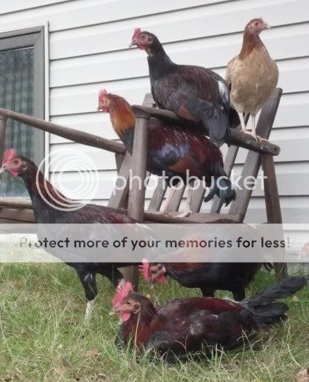 free_range2.jpg
