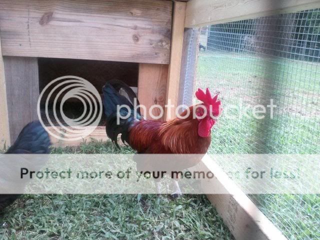 2011-07-22191236.jpg