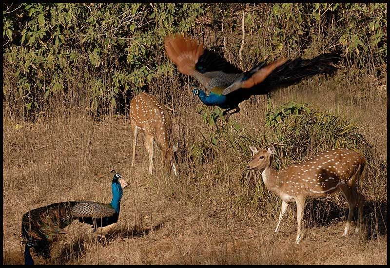 deer_and_peacock_flight.jpg