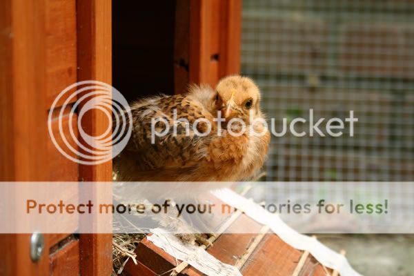 IMG_6354-border.jpg