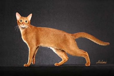 abyssinian-cat-15.jpg