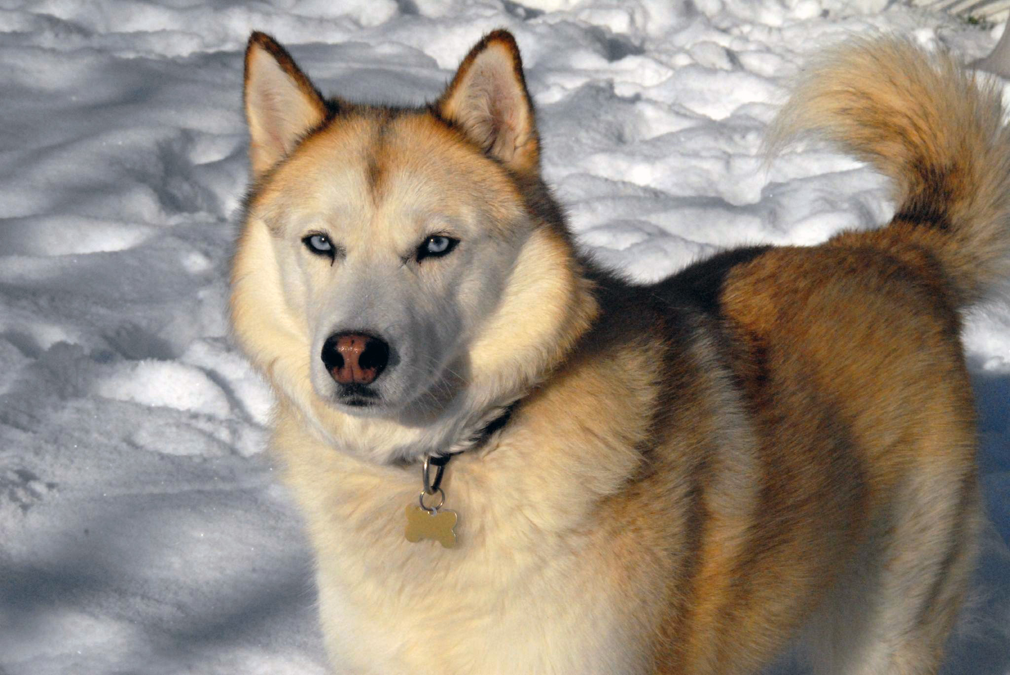 Siberian_Husky_sable.jpg