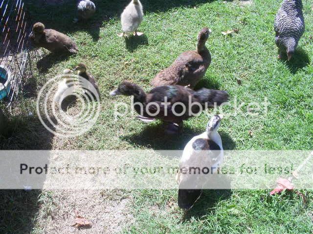 animals079.jpg