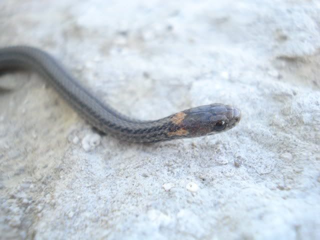 OrangeBellySnake023.jpg