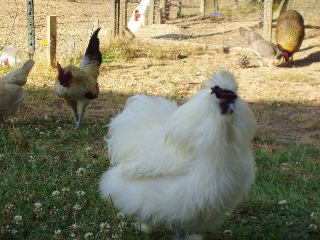 chickins004.jpg