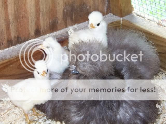 chicks7-9-08040.jpg