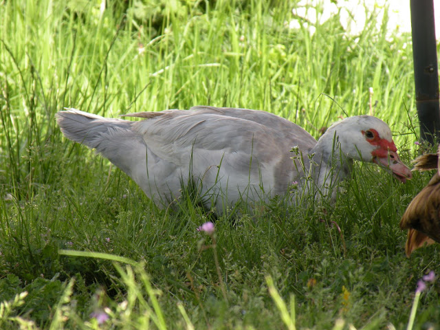 DSCN3087.JPG