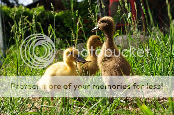 0906ducksoutdoors12046.jpg